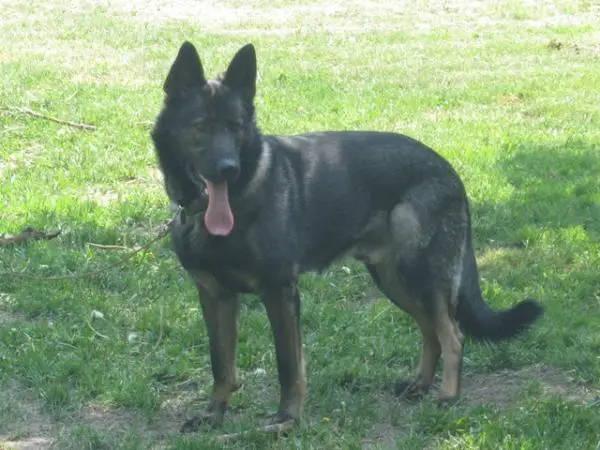 Rudi V Von Der Gauss