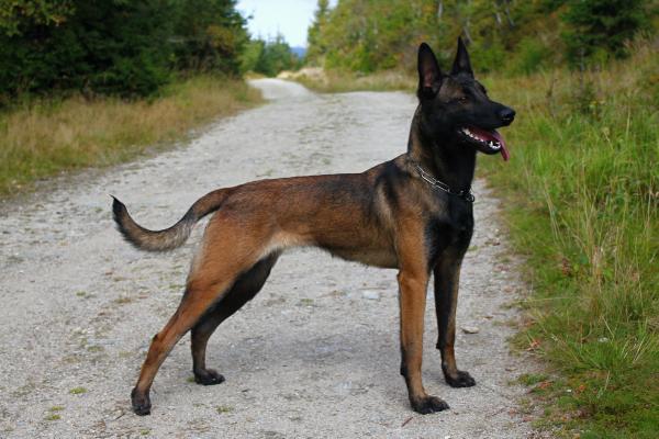 Faria z Hückelovy Vily