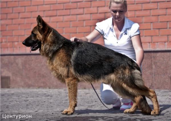 Radonezh Сenturion