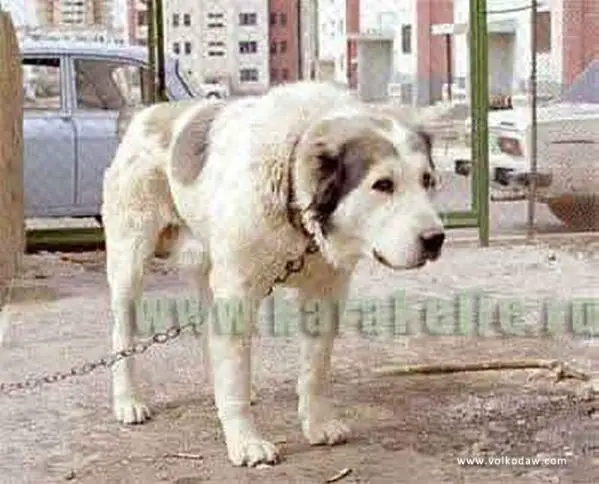 Bovser (ow.Kyarizov)