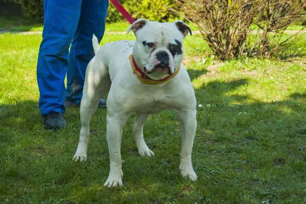 DarkSideBulls White Turbo Of JohnBull Kennel