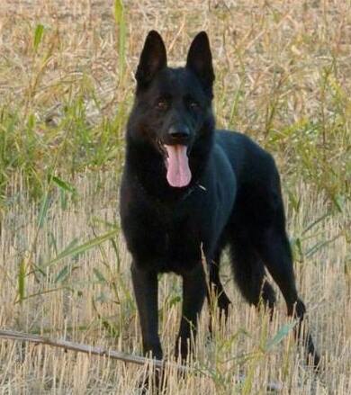 Amos (2008) JR731028