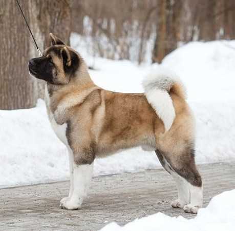 BIS RUS/EURASIA GCH, INT'L/RUS/RKF/BLR CH, RUS JCH Alchemist Look Into My Eyes At Restyling