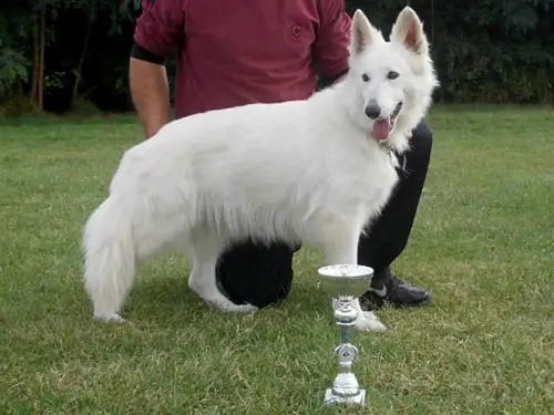 JCH,CH-SER Wendi Sivacki Biser (HD-A, ED-0)