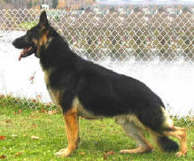 Langloise Black Justice Zoro