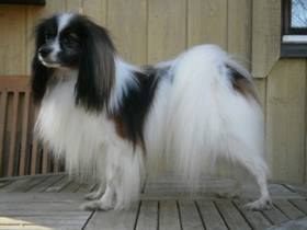 Guldtassen's Paradise off Caribien