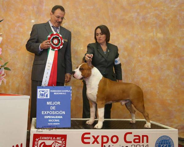 BISS, MULT BIS, CH Diamond cardenas kick power