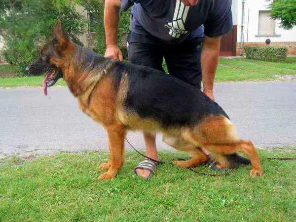 Királyházi Wolf Iláj