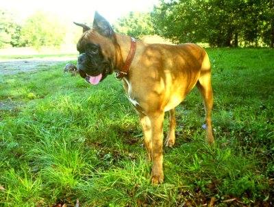 K'SOPRANO FLOYD Fender Edda