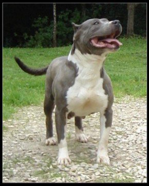 panam'blue de l'exil des titans