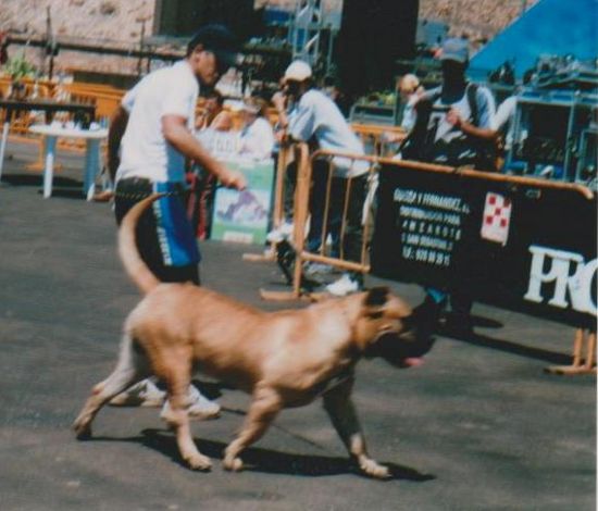 Pancho de Casa Pancho