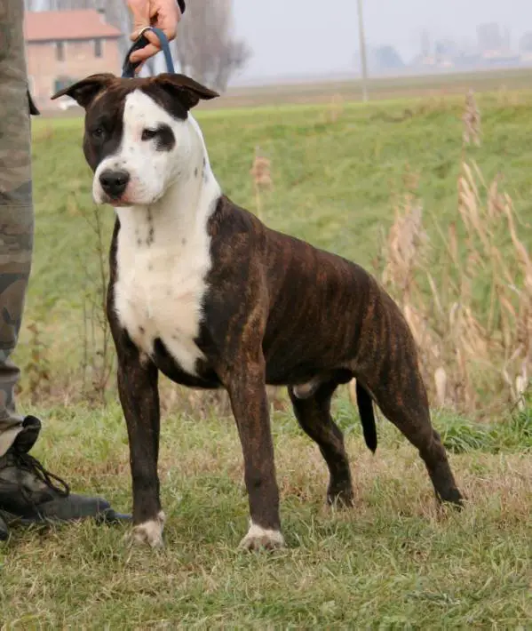 Moon Rock Landi's Brindle Biff