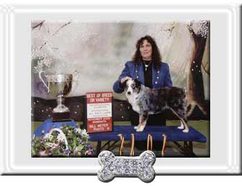 Nat & INT CH. Pockets Shes So Sassy