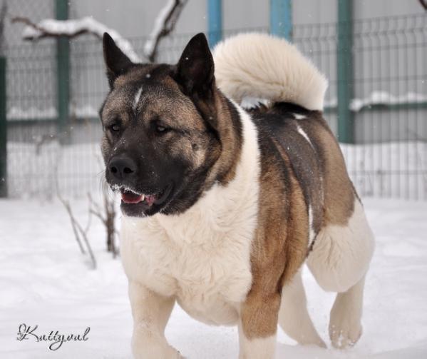 CH My Beautiful Geysha