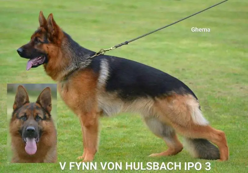 2018 USCA National V1 Fynn vom Hülsbach