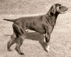 Urgo de la Haille au Loup