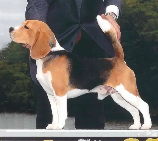 CH The Whim's Legato