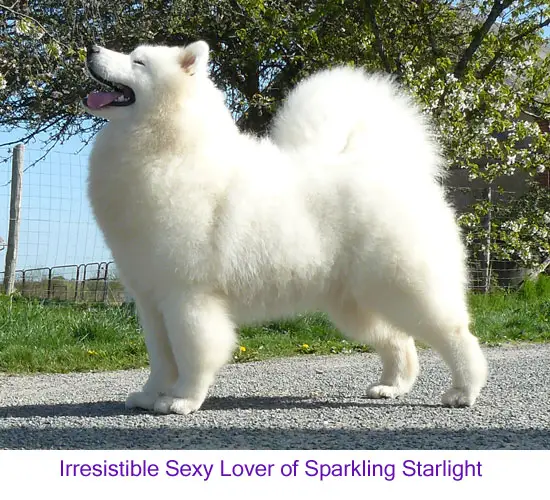 irresistible sexy lover of sparkling starlight
