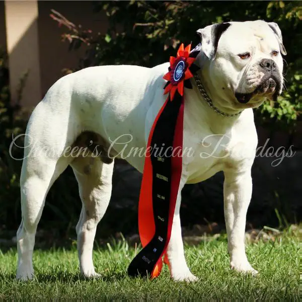 JR. CH. / Dual CHAMPION Chasteen's Far Beyond Driven aka Pantera PH .34 .32