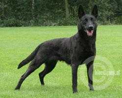 Tash (Dhr. J. Puts, Swalmen