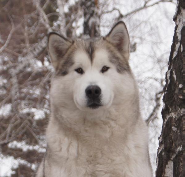 Europe and asia ak zhuldyiz