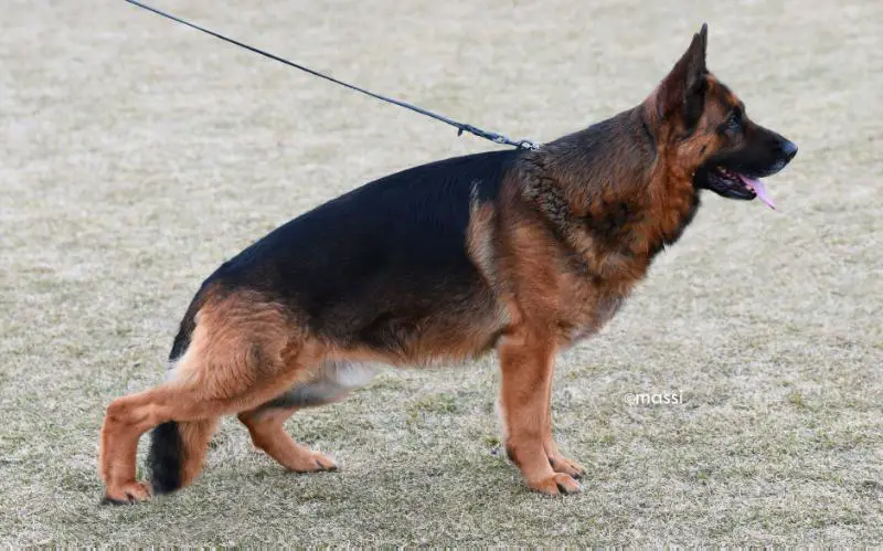 SG Falk vom Waldfurter-Wald