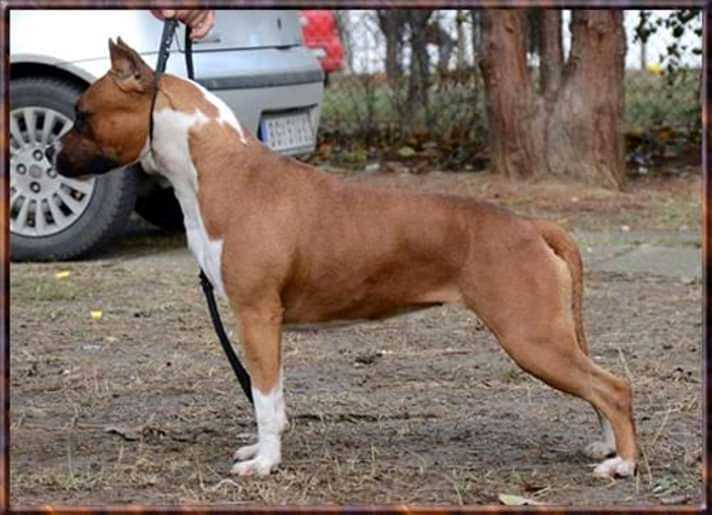 Ch.Srb CW Srcky's Judgement Day