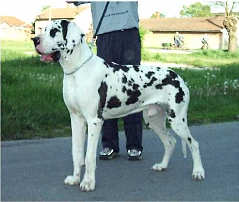 King Von Der Silberquelle