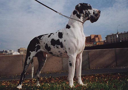 Ajoscha V. Aliensdorfer Bach