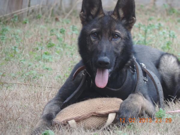 Keno of Dillards Working Dogs