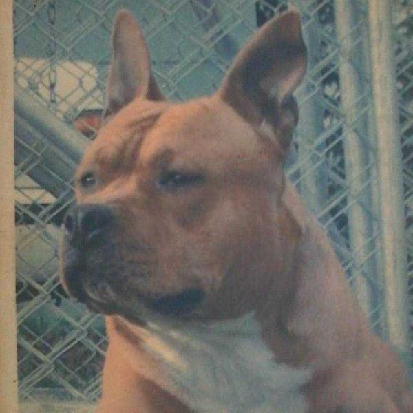 moonstones mighty sarge