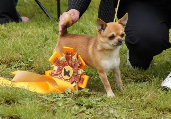 CAC MARKO Juarez FCI