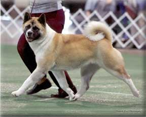 AKC CH Robi's Viva Las Vegas
