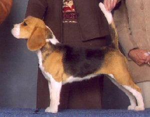 Briarlane's Manahound Payback