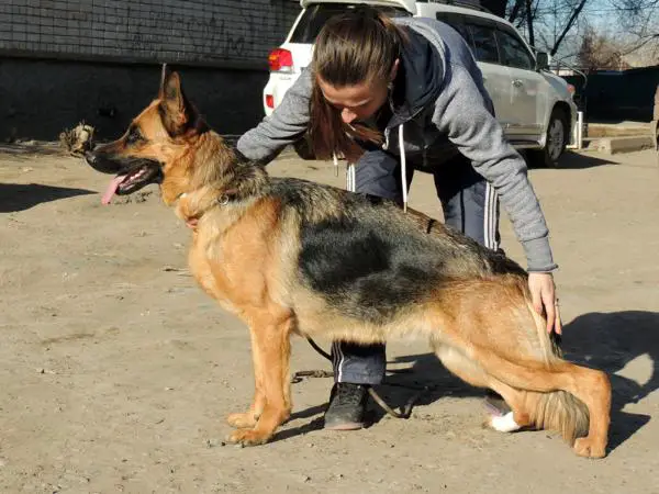 Hermione in Regnum Marianum