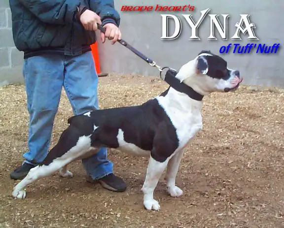 BraveHeart's Dyna of Tuff-n-Uff's(AB)