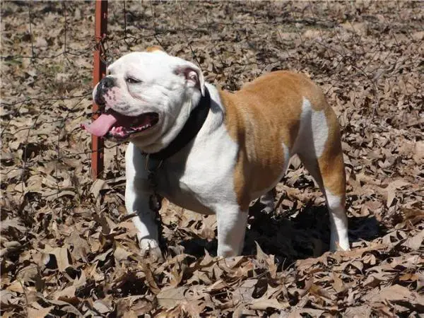 DSK's Franco MeatHead