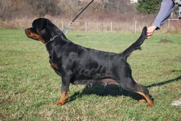 JCH SERBIA Gesa House of Lazic