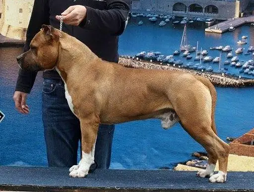 J.Ch. He Is Redbolt Meloun