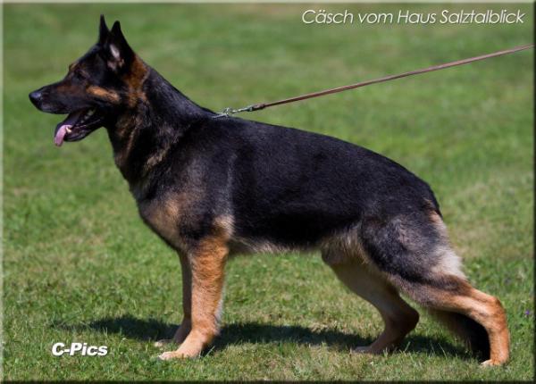 SG Cäsch vom Haus Salztalblick