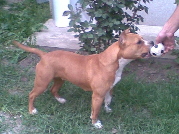 Bella [Limited Edition x Atina]