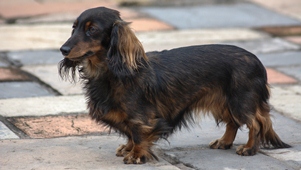 Brandcliff Sable Sadie of Stoneleigh