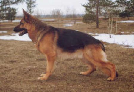 V1 Tasso vom Solling