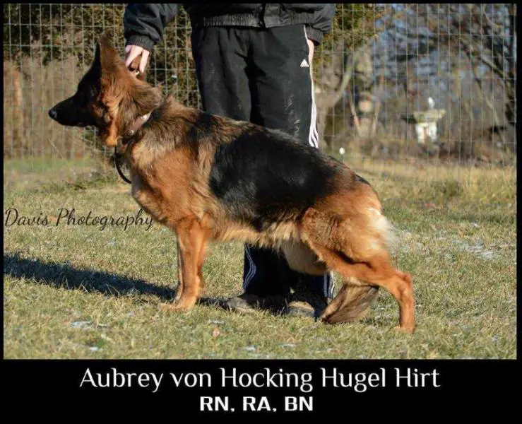 Aubrey Vom Hocking Hugel Hirt