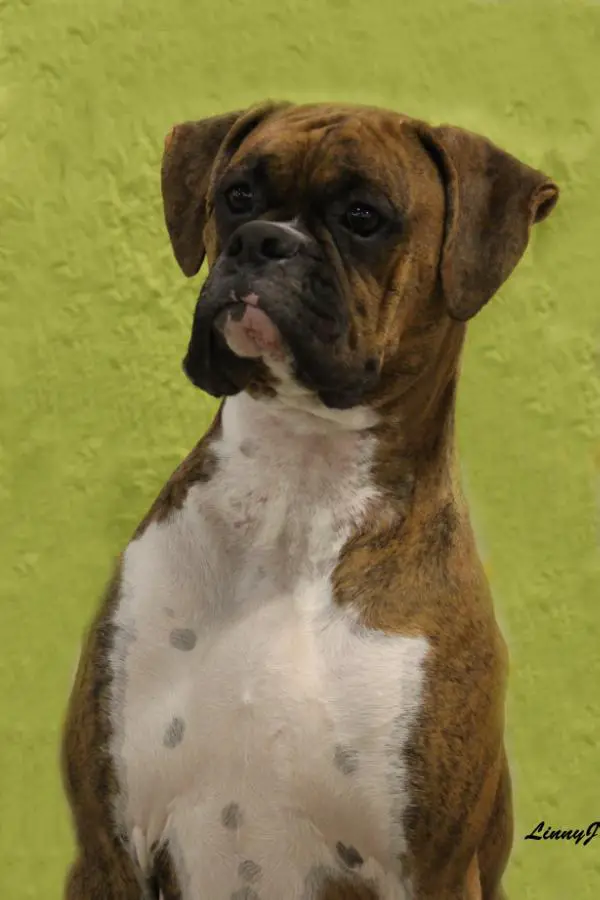 UKC CH, UCI INT/NAT Black Dymond's Aplaws At Vendetta