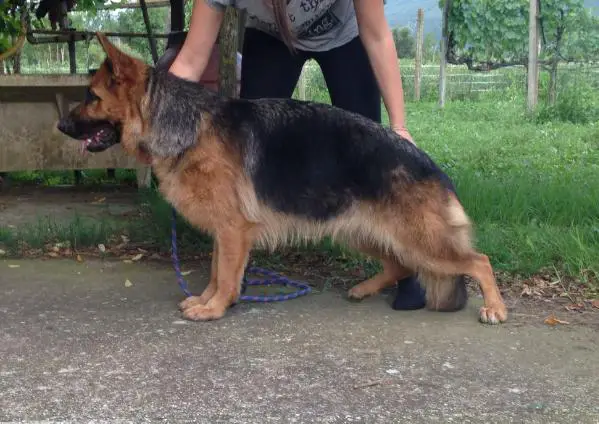 Belen della Rocca dei Savelli (2013)