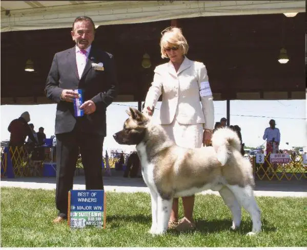 AKC CH Regalia's Optimus Prime