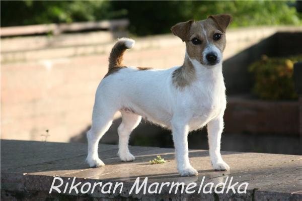 MULTICH, 10*CACIB Rikoran Marmeladka