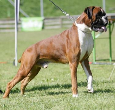 In Vivo Schiwa's Imperium