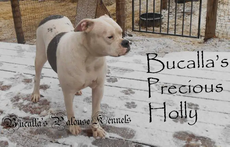 Bucalla's Precious Holly